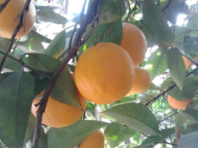 Alojamiento Rural El Valle Dúrcal エクステリア 写真